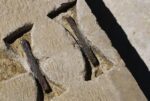 Ancient Fasteners In Modern Times