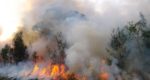 Bushfire Effects on MGP Pine Products