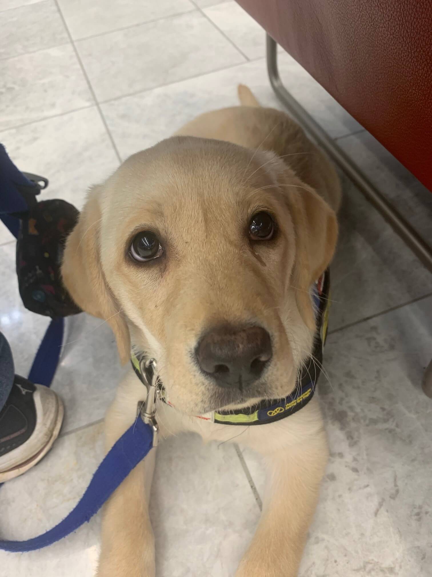 puppy2