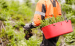 Stora Enso’s planting season in full speed: more than 41 million tree seedlings in 2020